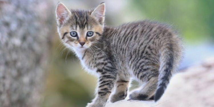 Ανακοίνωση για δράση στείρωσης για αδέσποτες γάτες