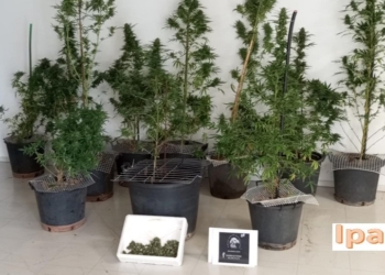 «Καλλιέργεια κάνναβης ξετρύπωσαν οι αστυνομικοί στην Άμφισσα»