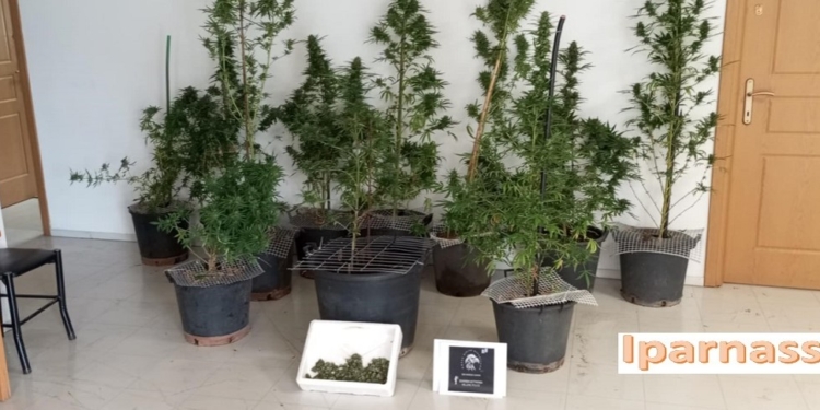 «Καλλιέργεια κάνναβης ξετρύπωσαν οι αστυνομικοί στην Άμφισσα»