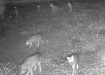 Μαριολάτα Παρνασσού: Αγέλη λύκων κατασπάραξε κατοικίδια ζώα