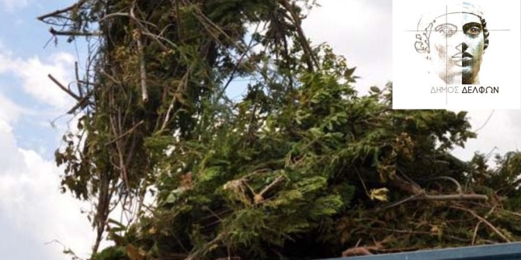 Δ. Δελφών: Ανακοίνωση για περισυλλογή των κλαδεμάτων τη Μ. Εβδομάδα