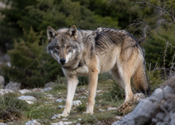 Συναγερμός στη Δωρίδα μετά από επίθεση λύκου σε γυναίκα σε ορεινή περιοχή