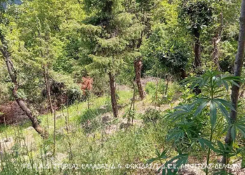 Εντοπίστηκε μεγάλη φυτεία κάνναβης στην Καλοσκοπή Φωκίδας – Κατασχέθηκαν 174 δενδρύλλια
