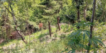 Εντοπίστηκε μεγάλη φυτεία κάνναβης στην Καλοσκοπή Φωκίδας – Κατασχέθηκαν 174 δενδρύλλια