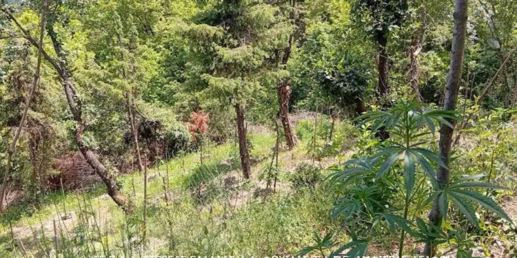 Εντοπίστηκε μεγάλη φυτεία κάνναβης στην Καλοσκοπή Φωκίδας – Κατασχέθηκαν 174 δενδρύλλια
