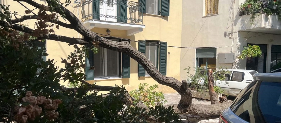 Αποχαιρετισμός σε ένα πράσινο “τοπόσημο” του Διστόμου