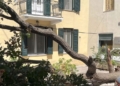Αποχαιρετισμός σε ένα πράσινο “τοπόσημο” του Διστόμου