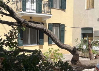 Αποχαιρετισμός σε ένα πράσινο “τοπόσημο” του Διστόμου