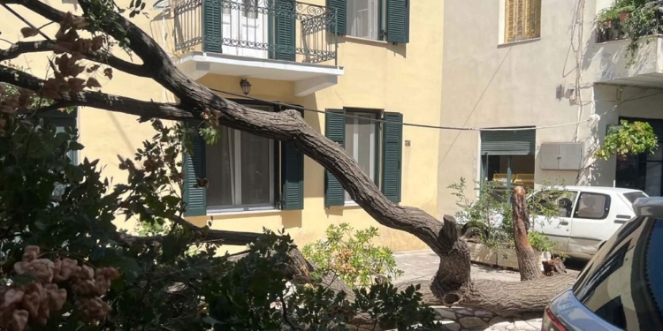 Αποχαιρετισμός σε ένα πράσινο “τοπόσημο” του Διστόμου