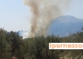 Φωτιά στην Ελάτεια Φθιώτιδας – Ήχησε το 112