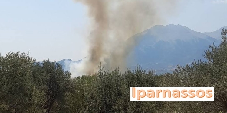 Φωτιά στην Ελάτεια Φθιώτιδας – Ήχησε το 112